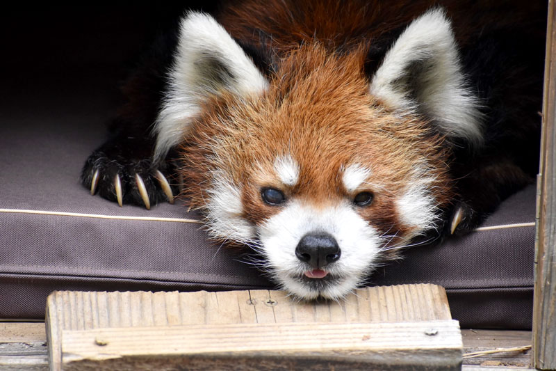 風太の誕生日セレモニー７月５日開催　２２歳迎える人気レッサーパンダ、千葉市動物公園で生配信も